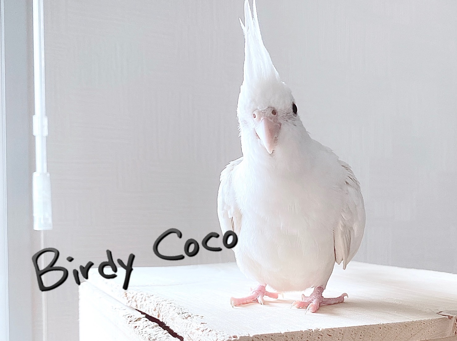 オカメインコにおすすめのケージ - Birdy Coco ブログ